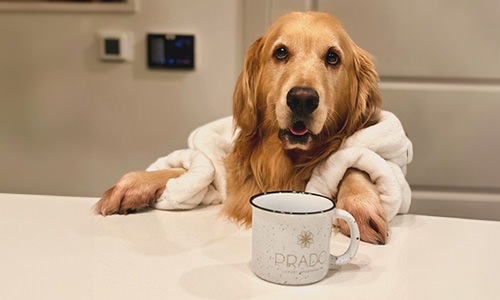 dog in a robe with a cup