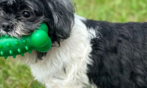 a dog with a green bone