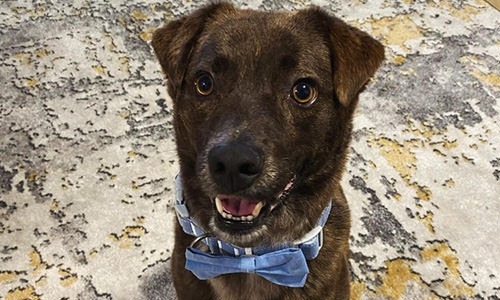 a dog with a blue bow tie