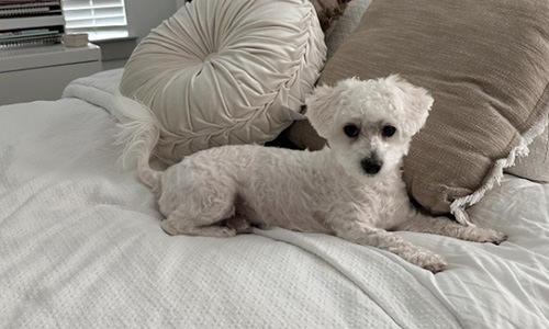 a white dog on a bed