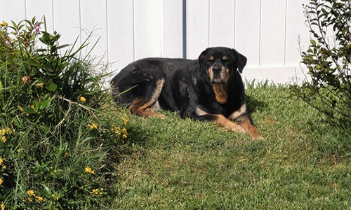 a dog laying in the grass
