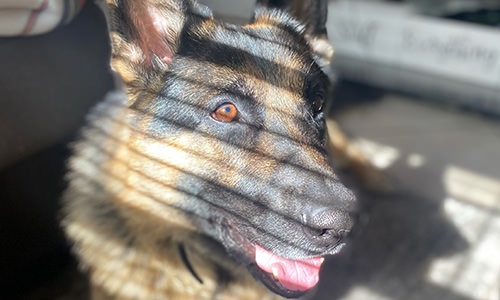 a dog in some sun light