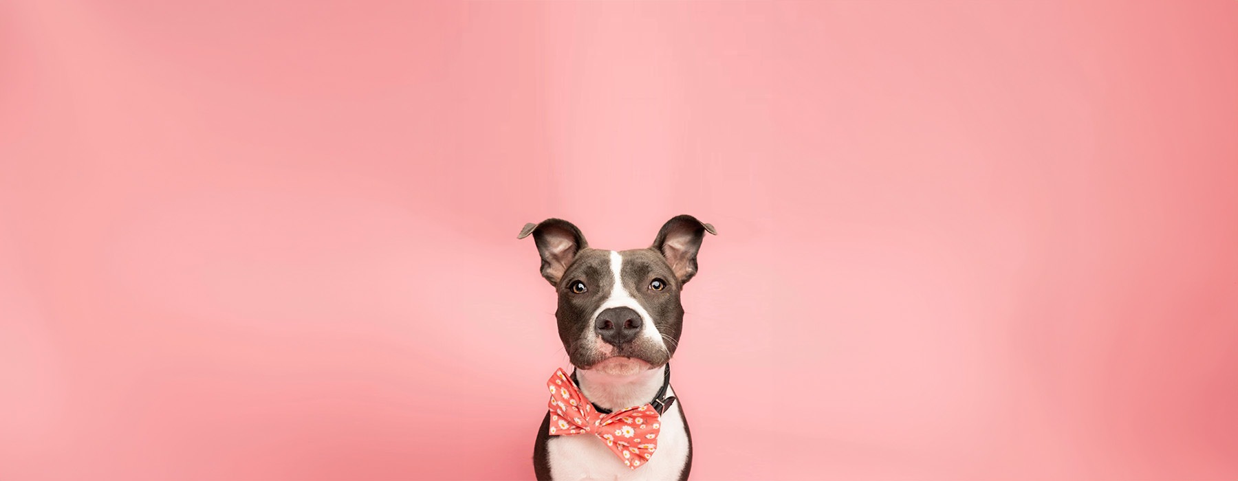 a dog with a pink background