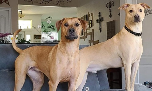 two dogs standing on a couch